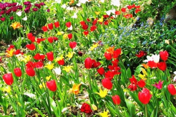 RHS Harlow Carr Tulip Time