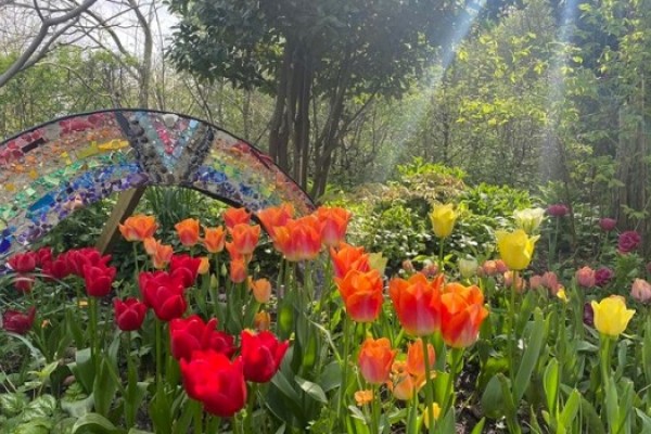 Twigs Garden Tulips