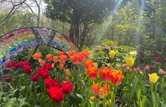 Twigs Garden Tulips Twigs Garden Tulips