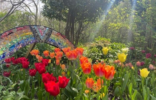 Twigs Garden Tulips