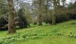 tyntesfield-daffodils.jpg