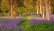 wakehurst-place-bluebells.jpg