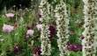 walled-garden-houghton-hall.jpg