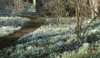 walsingham-abbey-snowdrops-in-norfolk.jpg