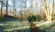 walsingham-snowdrops.jpg