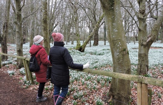 Welford Park Snowdrops Welford Park Snowdrops