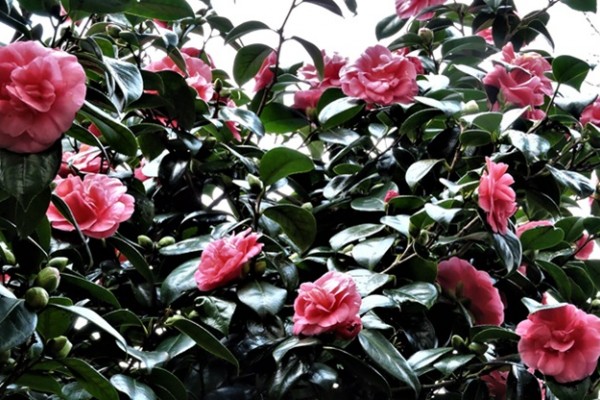 Wentworth Woodhouse Camellias