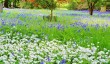 westonbirt-arboretum-spring.jpg