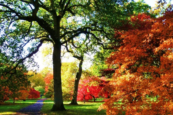 Westonbirt Arboretum