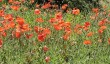 wightwick-manor-garden.jpg