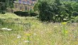 wild-flower-meadow.jpg