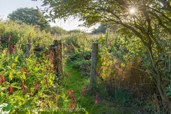 Wildlife Garden