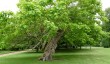 wimpole-trees.jpg