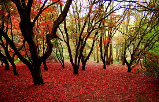 Winkworth Arboretum