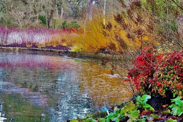 Wisley Winter Garden