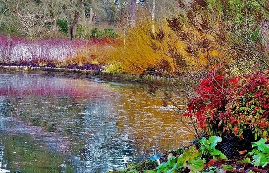 Wisley Winter Garden