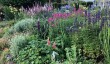 yews-garden-in-cumbria.jpg