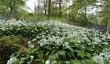 yews-garden-windermere.jpg