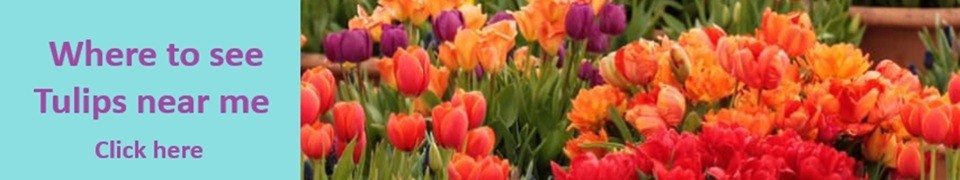where-to-see-tulips-near-me