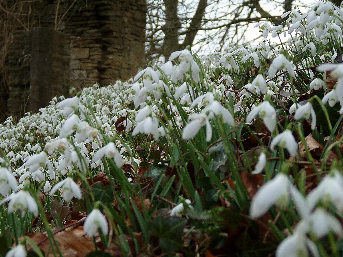 4cerney-house-gardens-gloucestershire