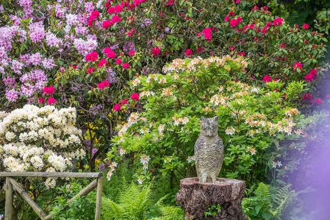 Himalayan-Garden-rhododendrons