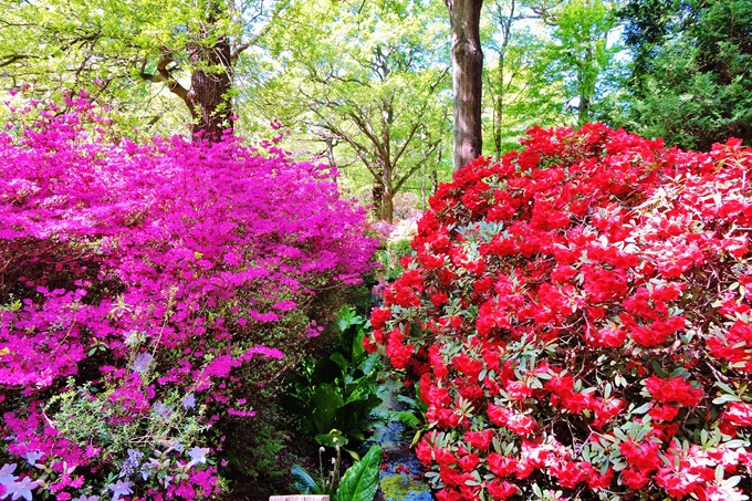 isabella-plantation