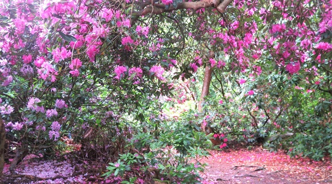 sherringham-rhododendrons