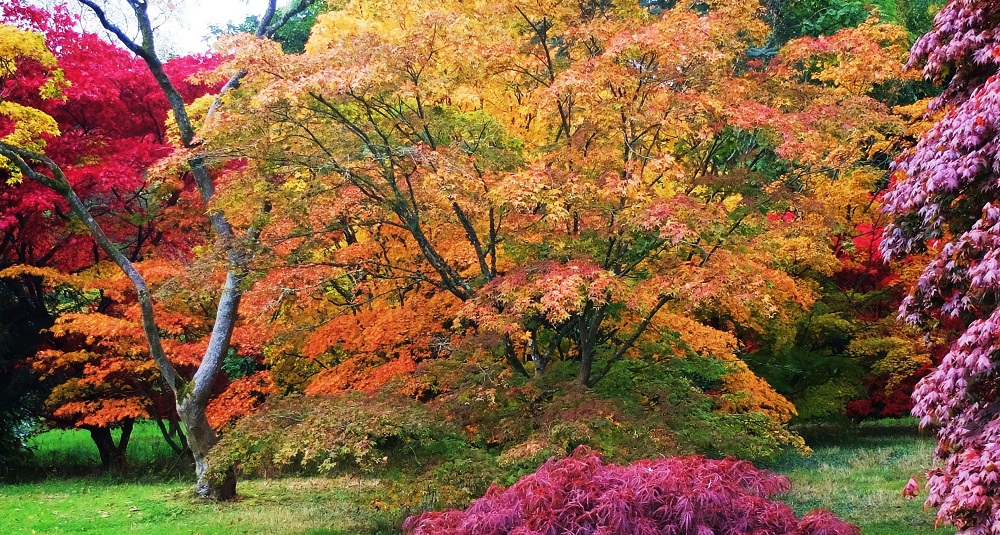 autumn-leaves