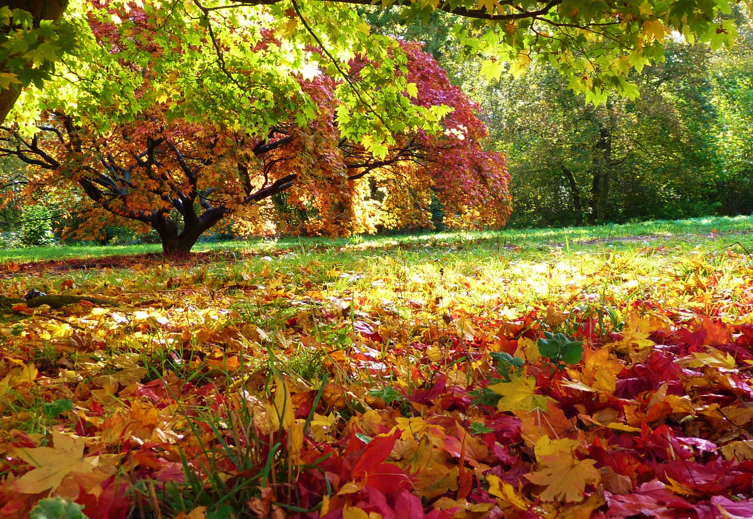 Where to see best Autumn colours at places near me - Great British Gardens