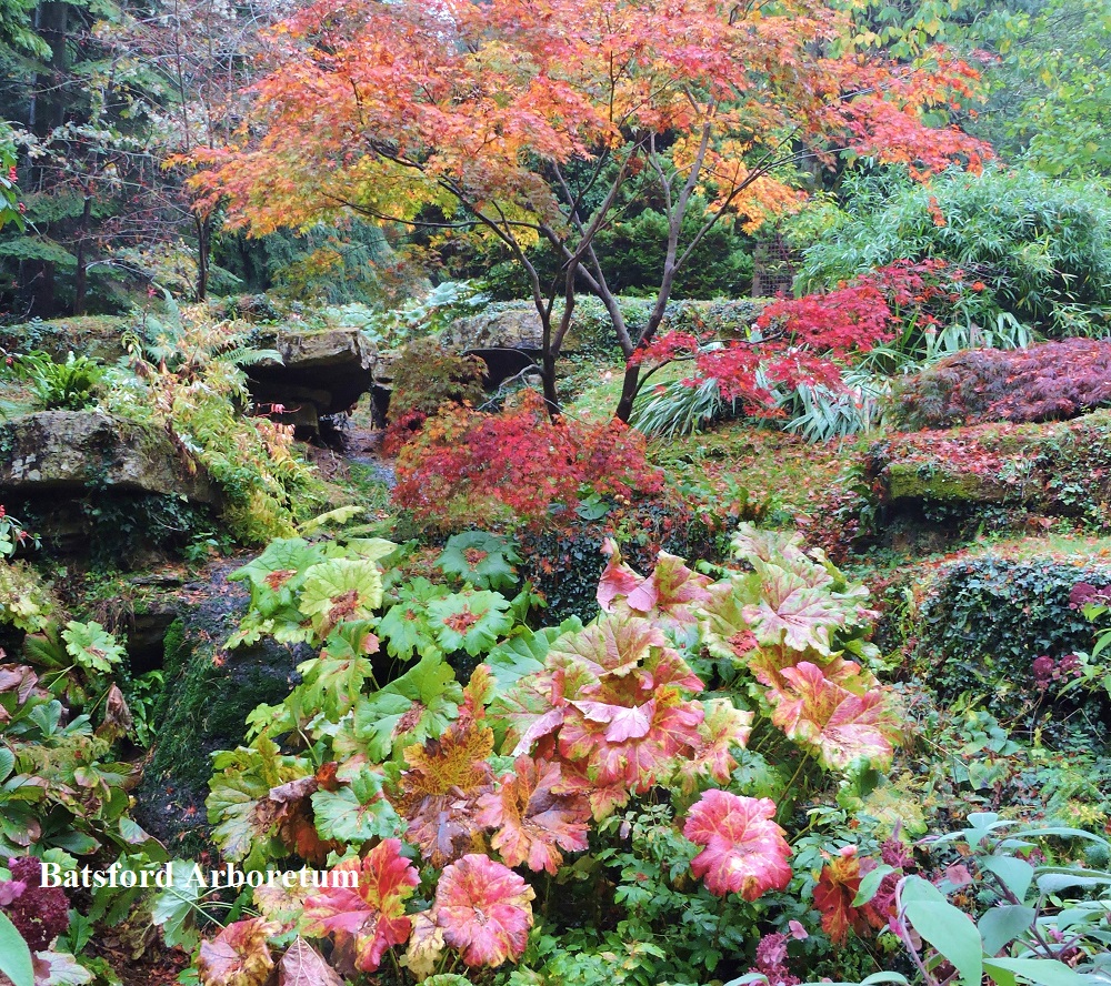 Batsford Arboretum Gloucestershire