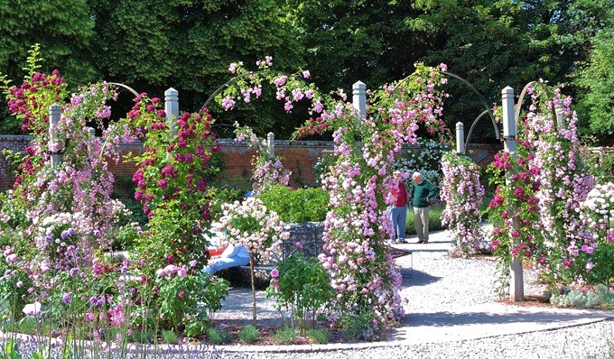 mottisfont-roses