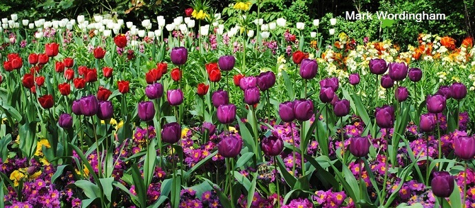 tulips