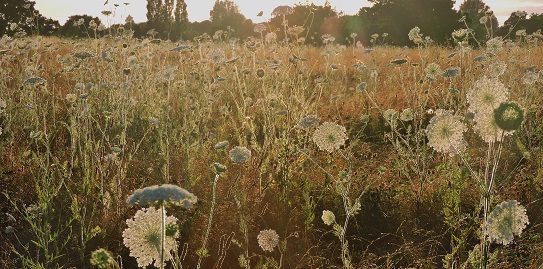 wild-carrot-flowers