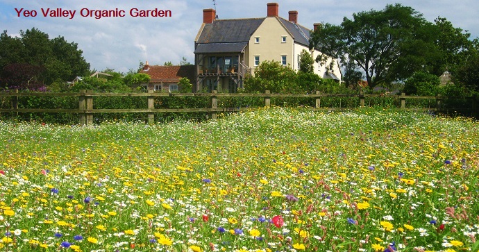 Wildflowers in England wildflowers-in-england