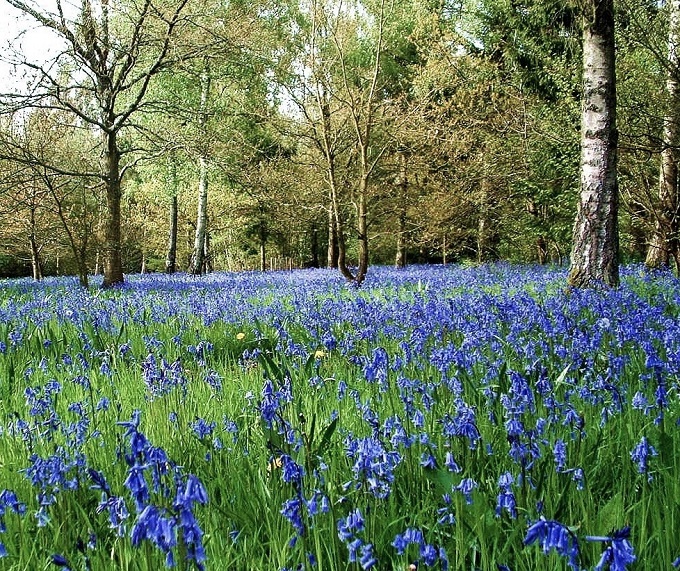 bluebells-at-westonbirt