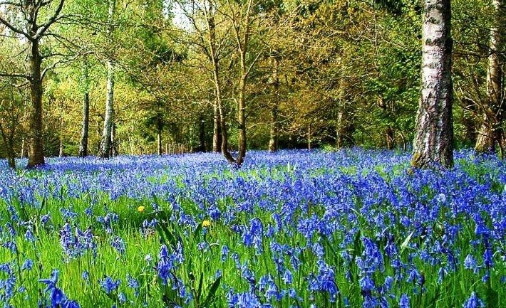 Where To See Bluebells Bluebell Woods And Walks Great British