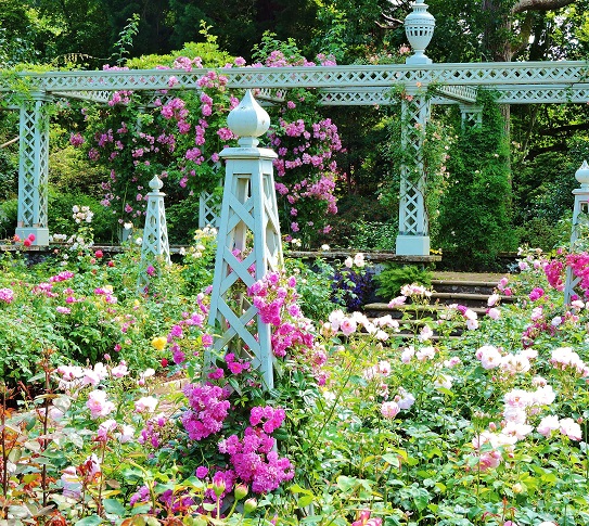 bodnat-garden-roses
