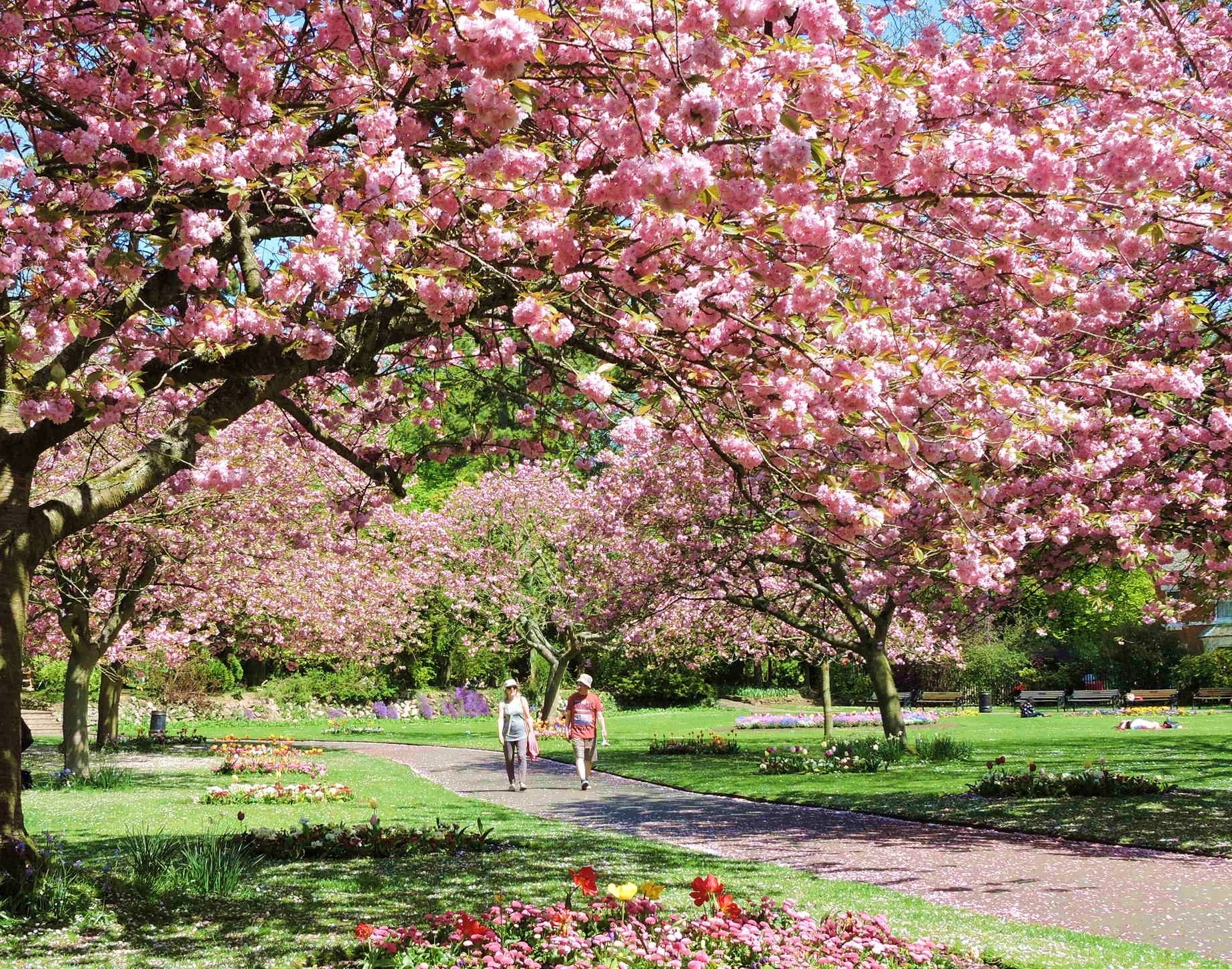 Cherry Bossom in the Old Town Gardens Swindon in April