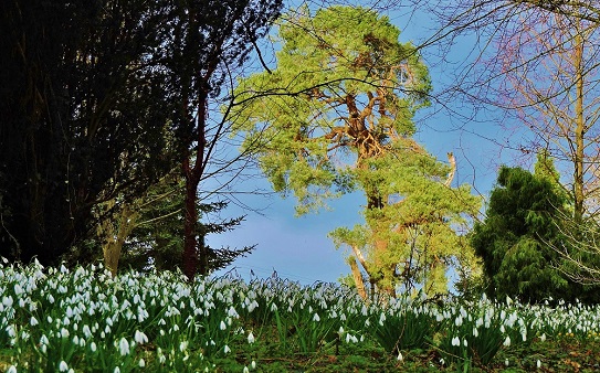 colesbourne-park-february