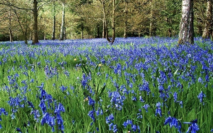bluebells-westonbirt