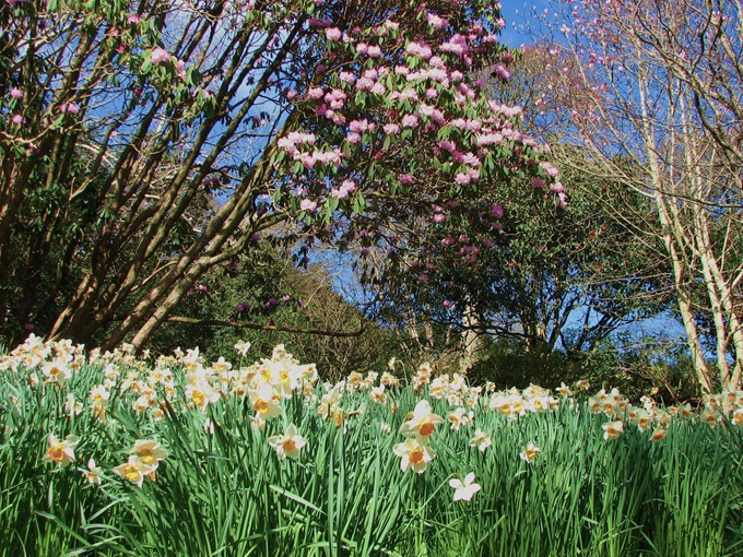 caerhays-daffodils-2025