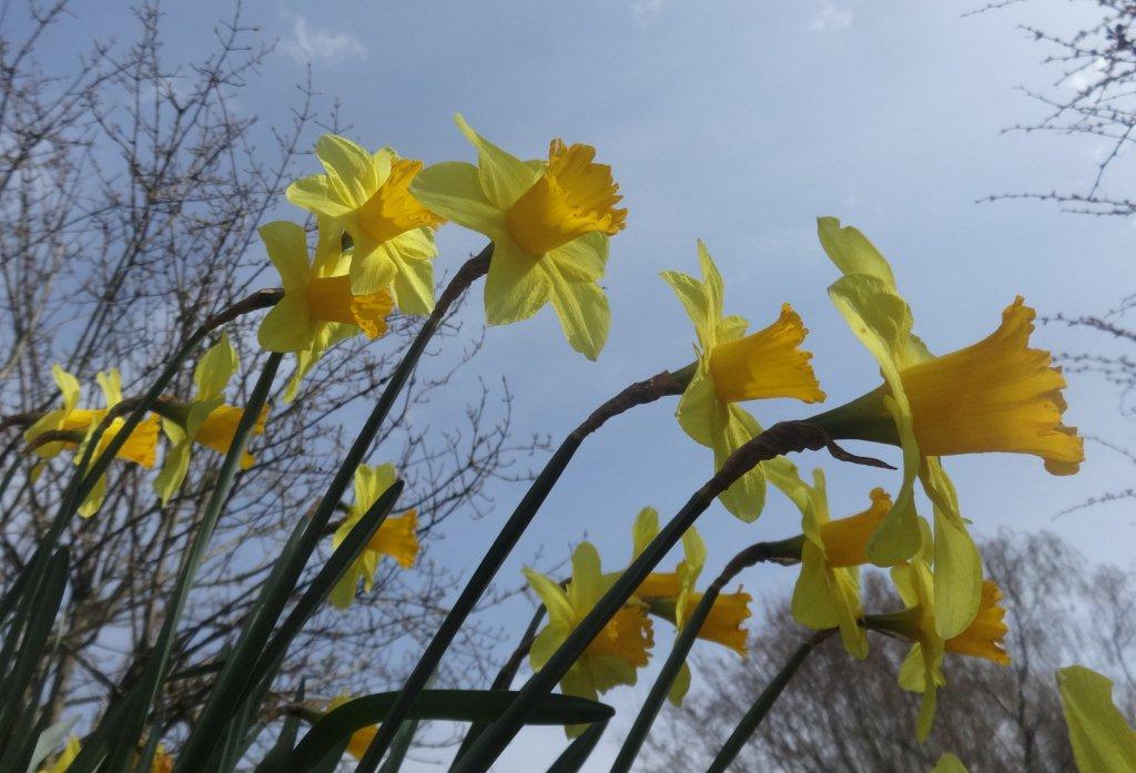 daffodils