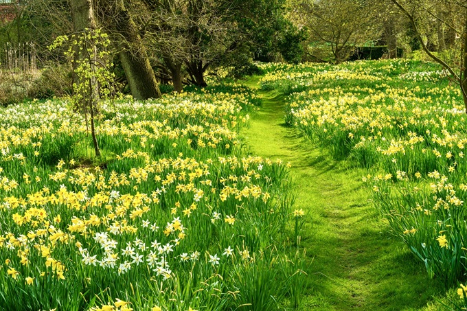 hindringham-daffodilss-2025