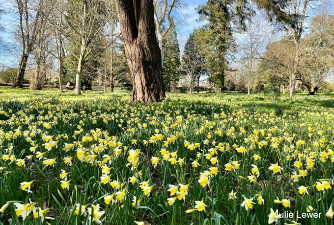 kingston-lacy-daffodils