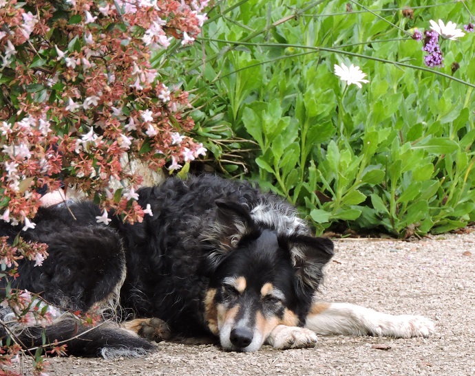 dog-friendly-garden