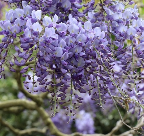 Kew Gardens London - Great British Gardens