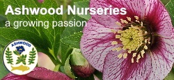 ashwood-nurseries