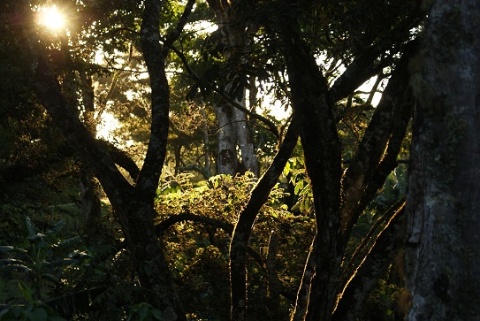 jungle-colombia