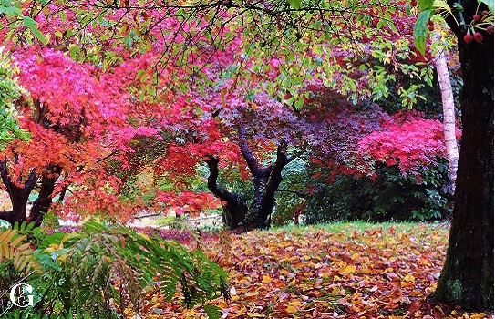 batsford-arboretum