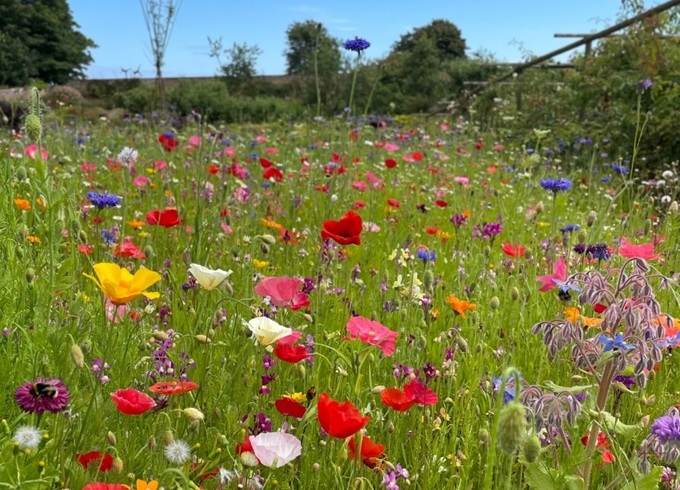 cambo-gardens-organic